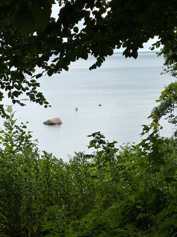 Stuga med 8-9 sängplatser i  Båstad, Skåne