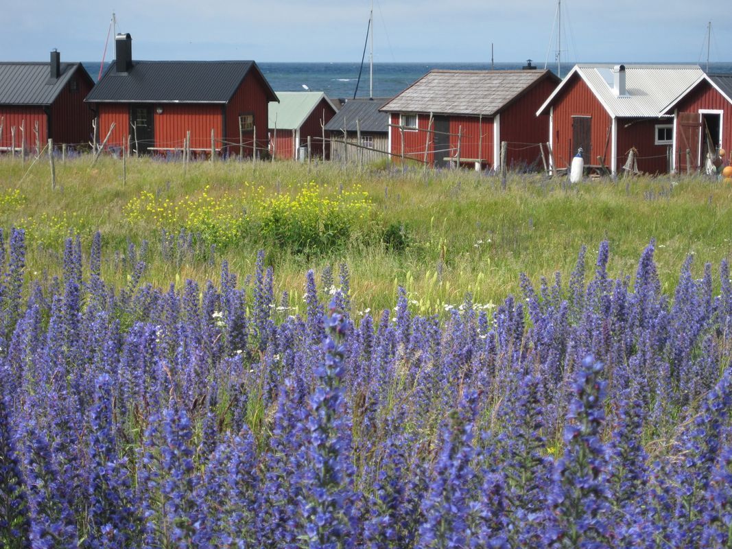 Stuga med 8 sängplatser i  Lickershamn, Gotland