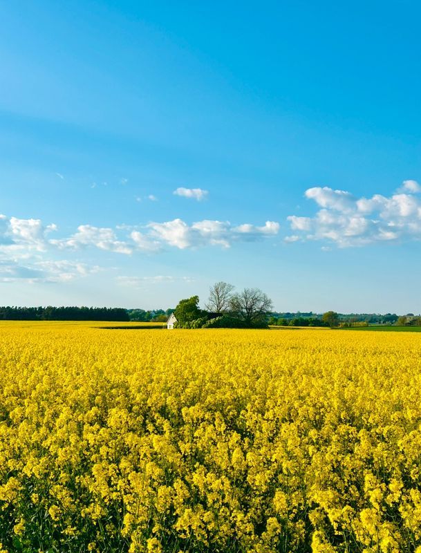 Stuga med 5 sängplatser i  Österlen, Skåne