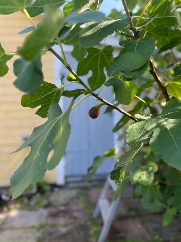 Stuga med 7-8 sängplatser i  Höllviken, Skåne