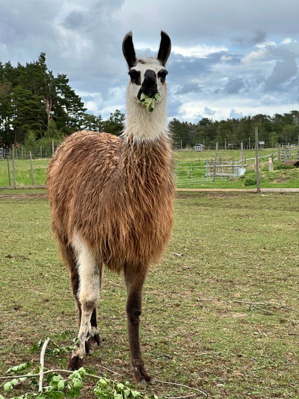 Stuga med 4-5 sängplatser i  Stenkyrka, Gotland