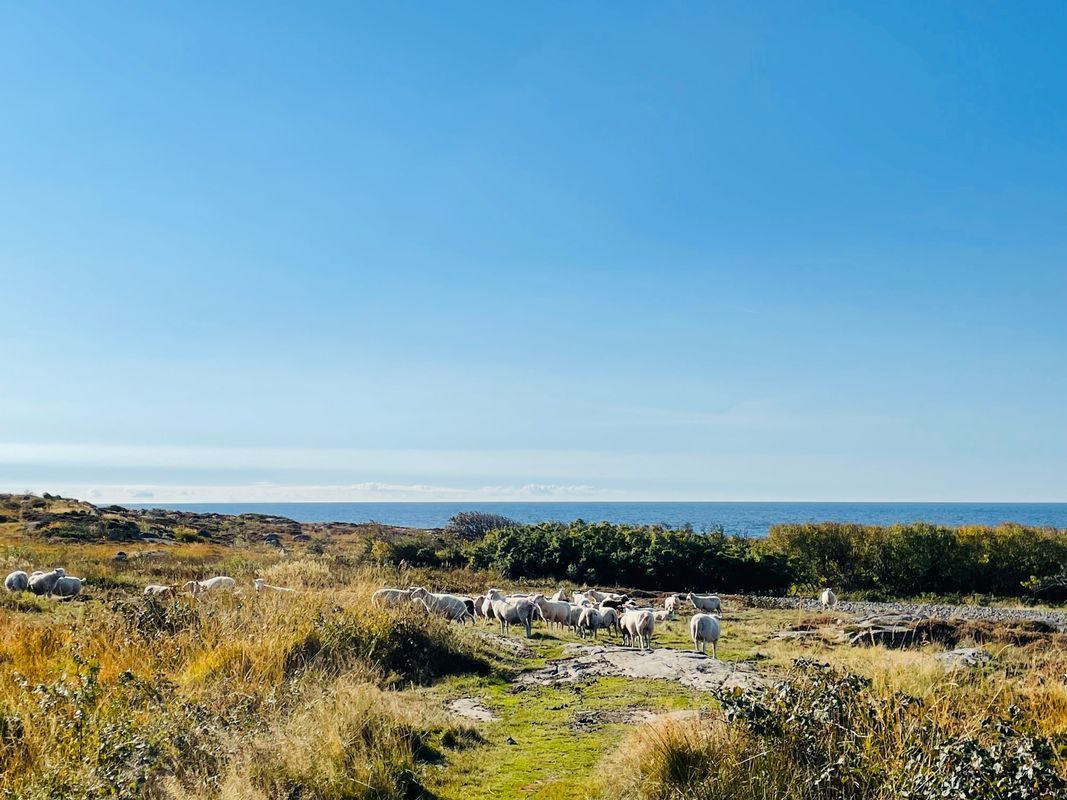 Stuga med 6 sängplatser i  Steninge, Halland