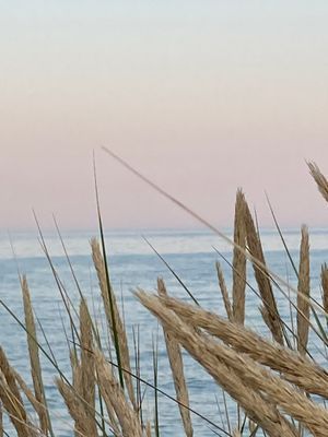 strandgräs