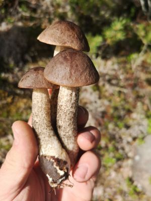 Hamra Stugby- Stuga Nr. 8 - Bild 24