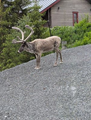 Underbar stuga i Bydalen - Bild 31