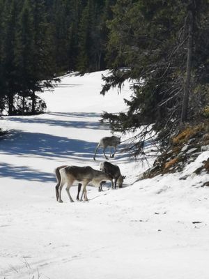 Underbar stuga i Bydalen - Bild 39