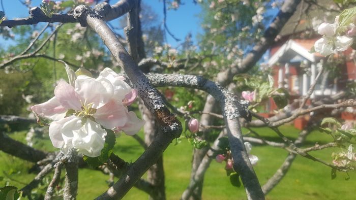 Äppelblomster