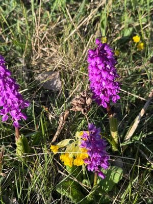 Idylliska stuga mitt på Öland - Bild 22