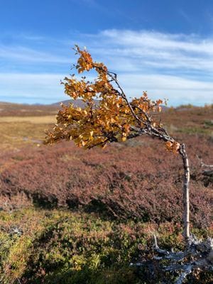 Villa högt belägen i Funäsdalen - Bild 11