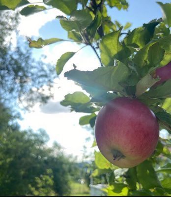 Drömstuga med sjöutsikt och egen badplats - Bild 11