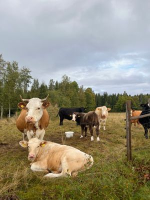 Kossor i hagen vid jordkällaren, på andra sidan landsvägen. De betar hos oss några veckor om året.