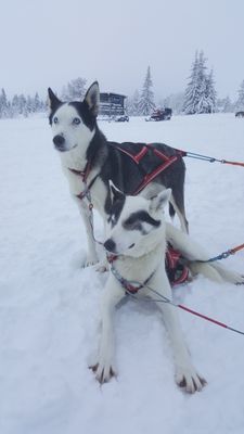 Mysigt fjällhus i Jämtland - Bild 28