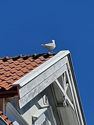 Skärgårdshus på Dalarö, sjötomt med bästa läge - Bild 22