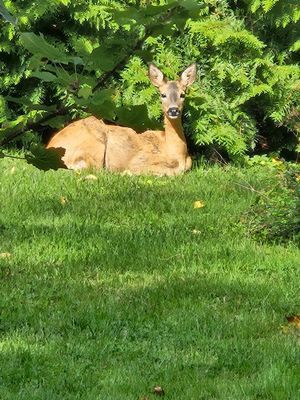 Bäcken, ett båtsmanstorp nära Trosa - Bild 29