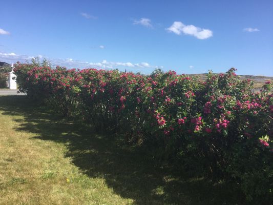 Fantastiskt läge på västra sidan av Öckeröl - Bild 12