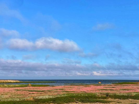 I maj-juni blommar triften på Älarve. Norra europas största strandäng.