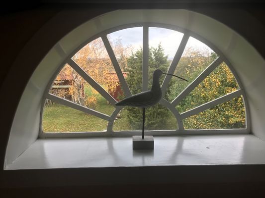 Storspoven hörs och syns på alvaret till midsommar.