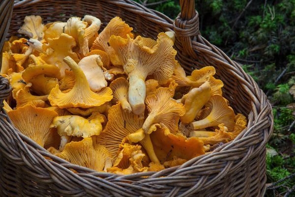Mysig Stuga omgiven av natur - Bild 35