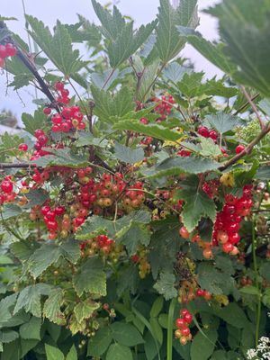 Fint, bekvämt och centralt hus i Höga Kusten - Bild 22