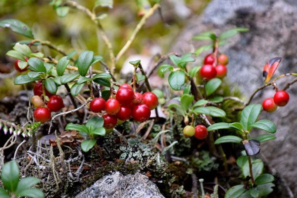 Mysig Stuga omgiven av natur - Bild 36