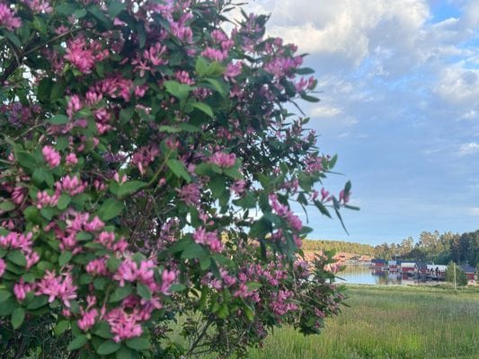 Hundvänligt familjeparadis i Norrfällsviken - Bild 6