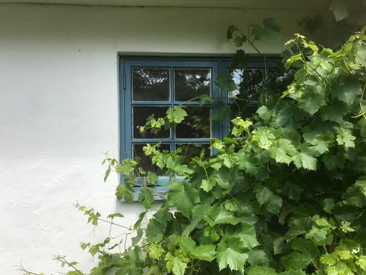 Vinrankan på innergården.