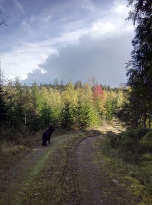 Mysig stuga på landet, 4-6 bäddar, hund välkommen - Bild 34