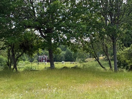 Torö - Skärgårdsparadis - Bild 6