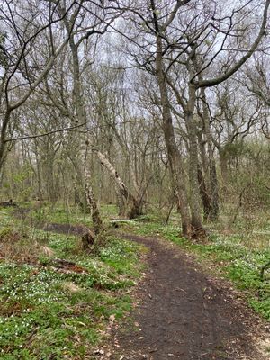 Rymligt stuga 150 m från barnvänlig sandstrand - Bild 9