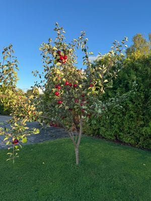 Udden / Cape - Bild 30