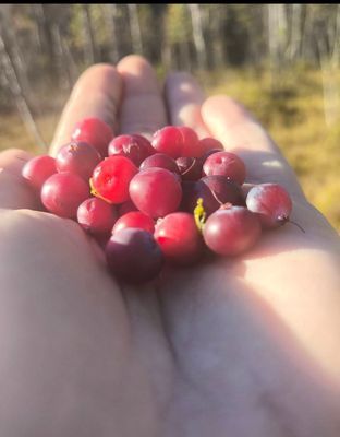 Mysig stuga i Borgafjäll uthyres - Bild 26