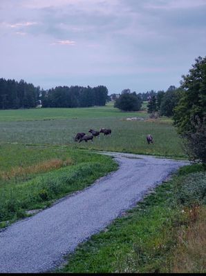 Norderön, Rapp-Anders Torpet Sommarboende - Bild 12