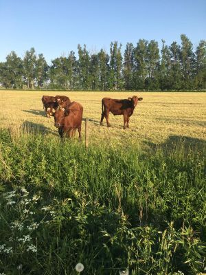 Närmsta grannarna vid uteplatsen