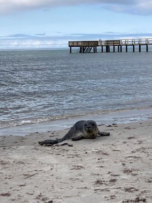 Mysig stuga i Bingsmarken vid en fantastisk strand - Bild 20
