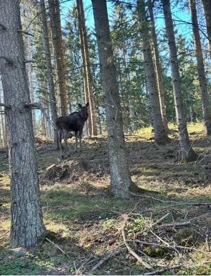 Mysigt hus i kyrkby nära Vänern - Bild 69