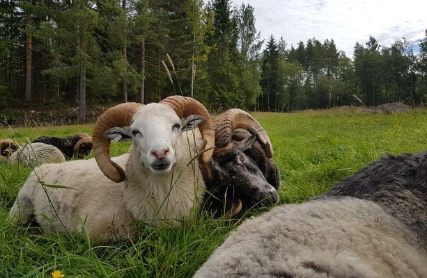 Litet trevligt torp med högt, lugnt & soligt läge - Bild 18