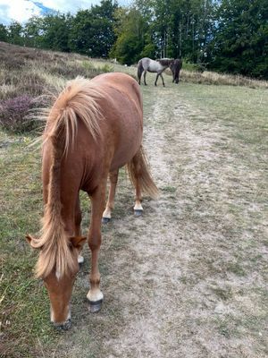 En stor flock islandshästar betar på Drakamöllans naturreservat
