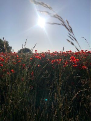 Villa Lindskog - Bild 25