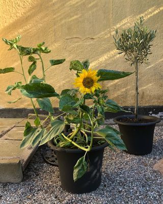 Villa Lindskog - Bild 21