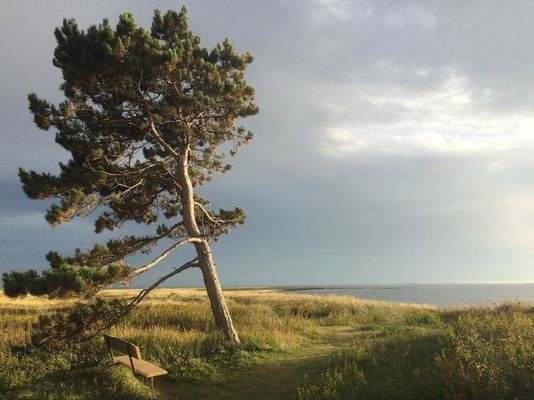 Soligt boende i Kullabygden nära strand och natur - Bild 17