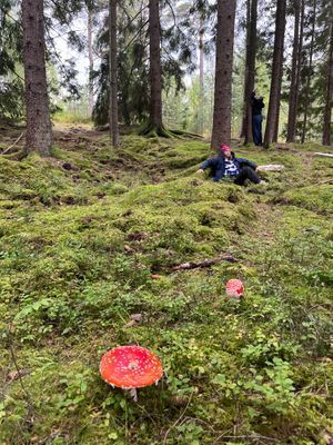 I skogen runt om gården Edenhill erbjuds guidat skogsbad.