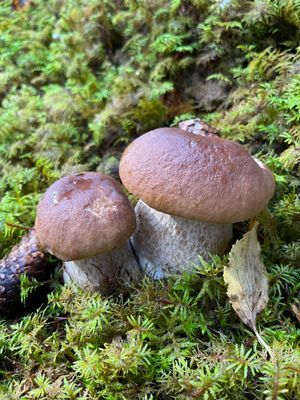 Smålandsvilla - Bild 32