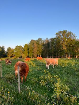 Smålandsvilla - Bild 35