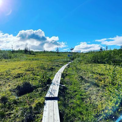 Stuga på gränsen till kalfjället - Bild 22