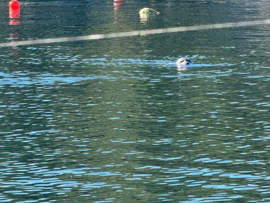 Stuga med båt och brygga på Tjörn | SE09170 - Bild 27