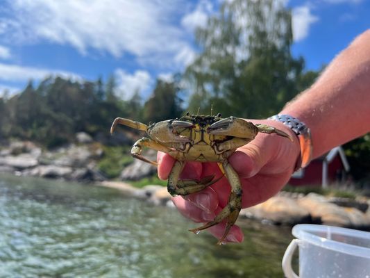 Stuga med båt och brygga på Tjörn | SE09170 - Bild 14