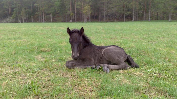 Bild 4 på Charmig lägenhet i äldre stil på hästgård