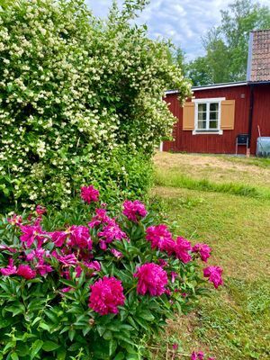 Många vackra blommor finns i den stora trädgården
