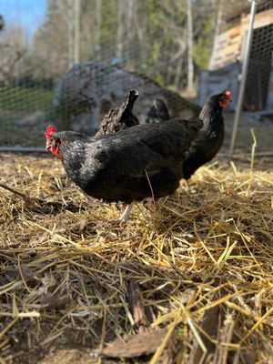 Hus från 1850 med pool och bastu - Bild 24