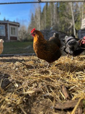 Hus från 1850 med pool och bastu - Bild 23